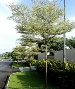 Phân loại cây bàng Đài Loan