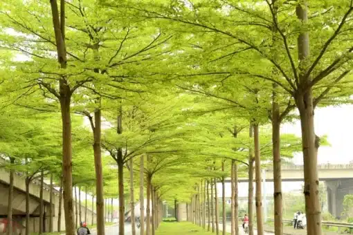 Cây Vườn Việt