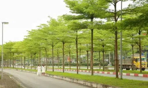 Cây Bàng Đài Loan