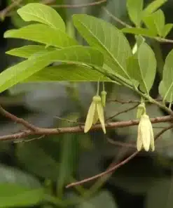 Cây Mãng Cầu Ta