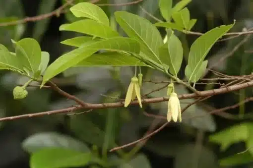 Cây Mãng Cầu Ta