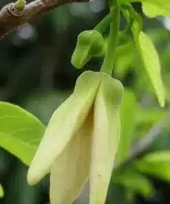 Cây Mãng Cầu Ta