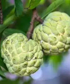 Cây Mãng Cầu Ta