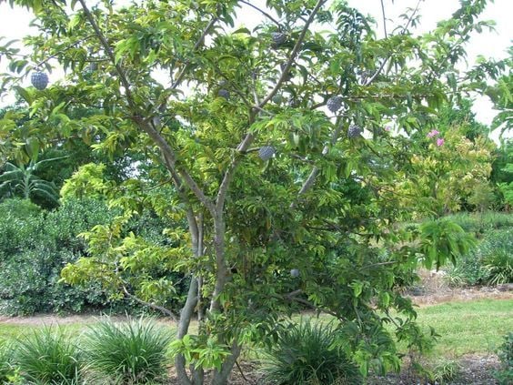 Cây Mãng Cầu Ta