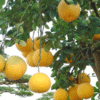 Cây Bưởi Công Trình
