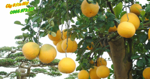 Cây Bưởi Công Trình