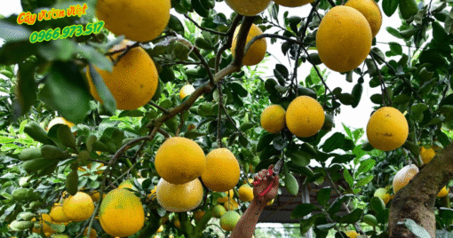 Cây Bưởi Công Trình