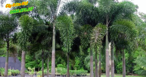 Cây Cau Đuôi Chồn