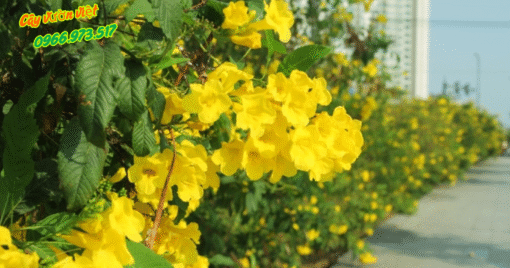 Cây Chuông Vàng