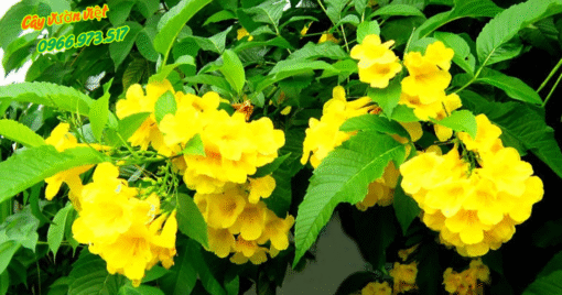 Cây Chuông Vàng