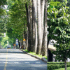 Cây Dầu Rái