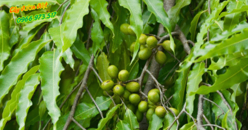 Cây Hoàng Nam