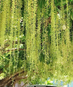 Cây Lộc Vừng
