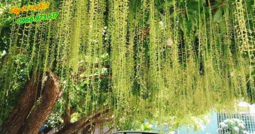 Cây Lộc Vừng