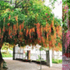 Cây Lộc Vừng
