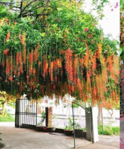 Cây Lộc Vừng
