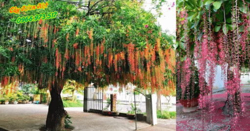 Cây Lộc Vừng