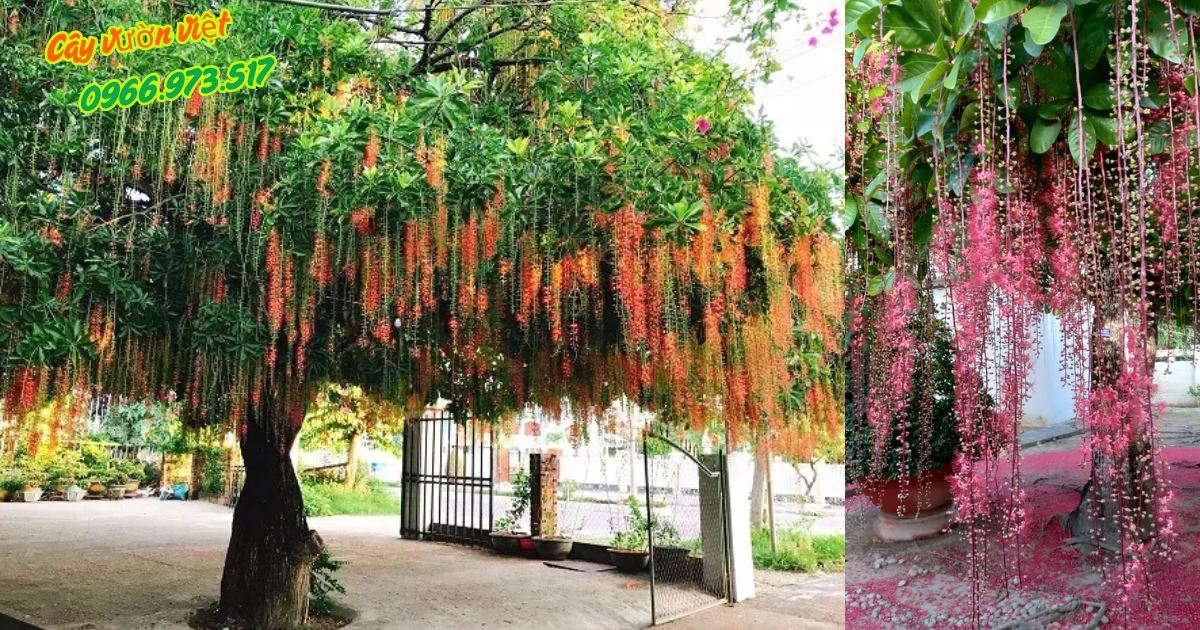 Cây Lộc Vừng