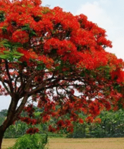 Cây Phượng Vĩ