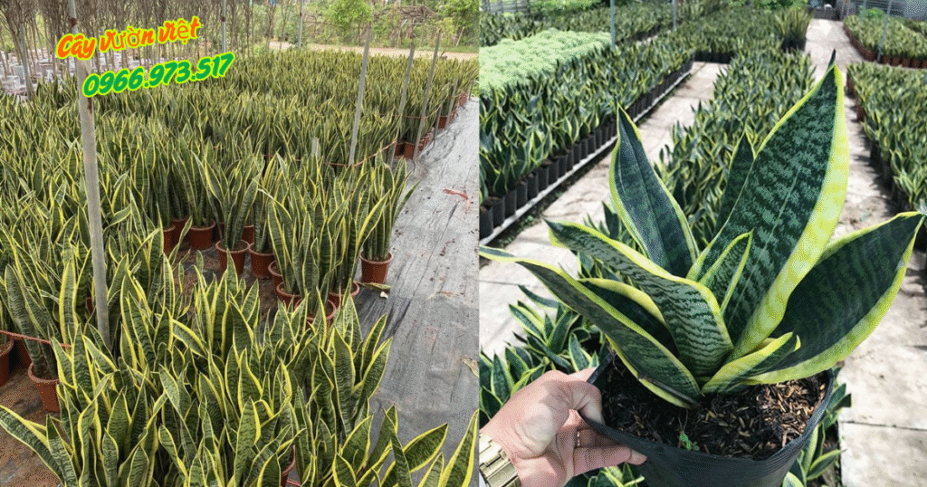 Cây Lưỡi Hổ