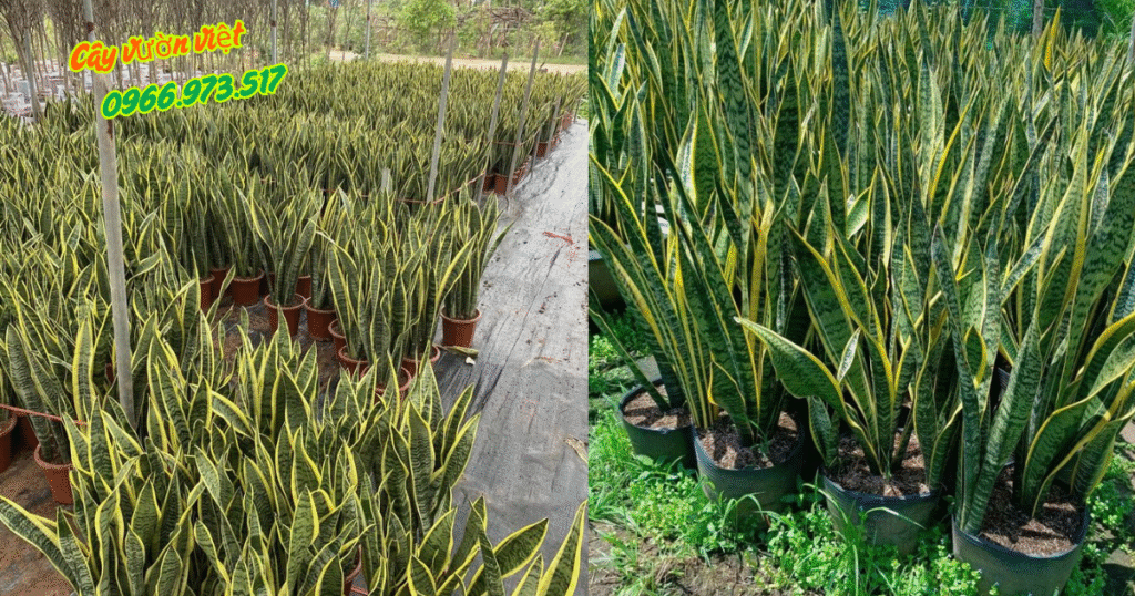 Cây Lưỡi Hổ Kỵ Tuổi Nào?