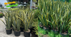 Tác Hại Của Cây Lưỡi Hổ